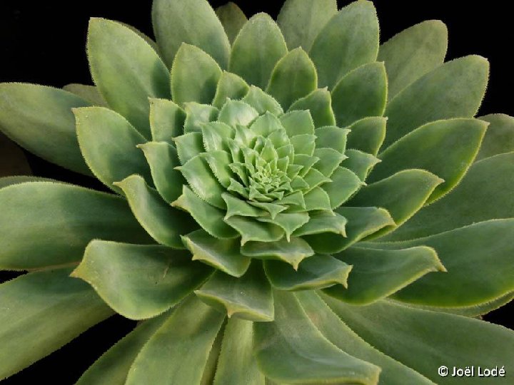 Aeonium 'Pedro' P1090177 ©JL